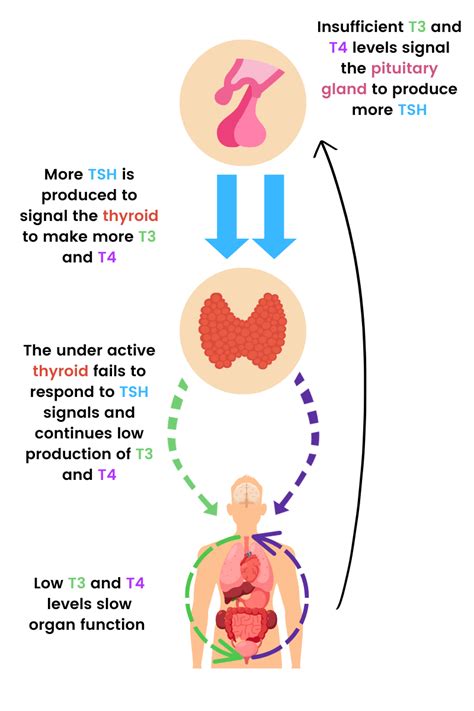 What Is Thyroid Stimulating Hormone Tsh And What Do My Results Mean