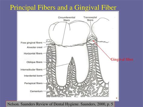 Ppt Gingival And Dentogingival Junctional Tissues Dhy Week