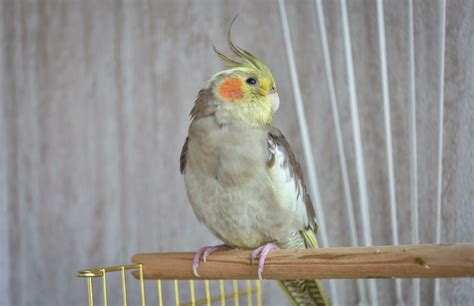 Can Conures Get Along With Cockatiels Lets Find Out