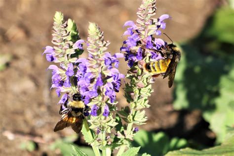 Two Bumble Bees On Flowers Free Stock Photo Public Domain Pictures