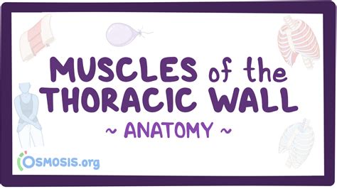 Muscles of the thoracic wall: Video, Causes, & Meaning | Osmosis