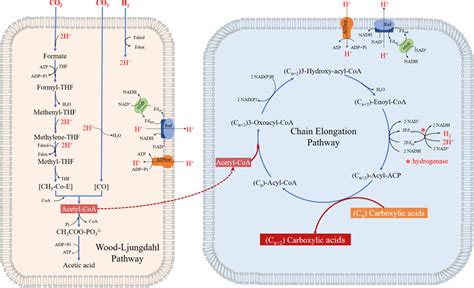 The Metabolic Pathways Of Woodljungdahl Pathway And Chain Elongation