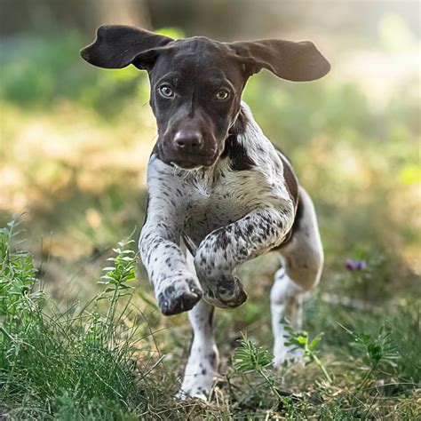 Are Pointer Dogs Aggressive