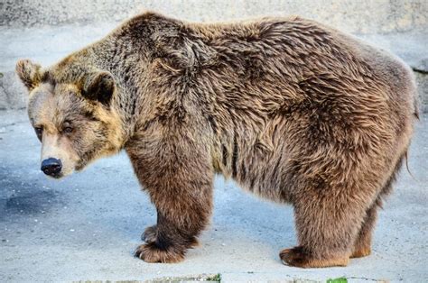 搜寻为食物的grizzley熊 库存照片 图片 包括有 室外 巨大 全能 毛皮 户外 毛茸 蒙大拿 80918592