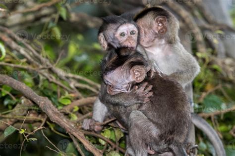 bebé recién nacido indonesia macaco mono retrato 12187785 Foto de stock ...