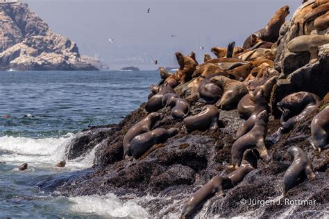 Peru Lima Islas Palomino Seel Wen Sea Lions Rottmar