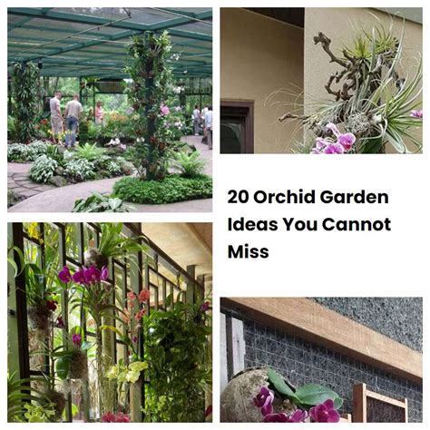 20 Orchid Garden Ideas You Cannot Miss | SharonSable