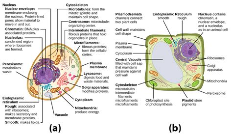 Reading Chloroplasts And Vacuoles Biology Early Release Course