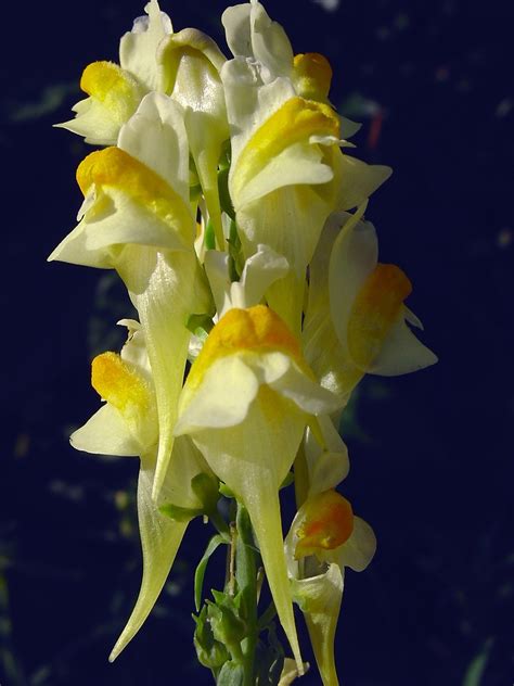 Linaria vulgaris (butter-and-eggs toadflax): Go Botany