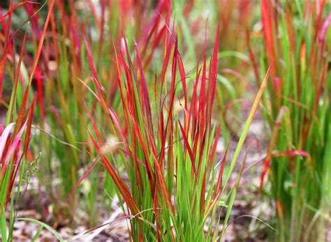 Red Baron Japanese Blood Grass