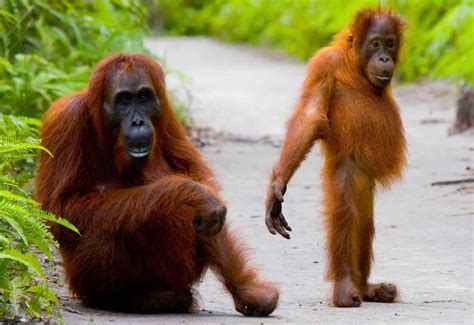 7 AMAZING ORANGUTAN SAFARIS - Travel magazine for a curious contemporary reader.