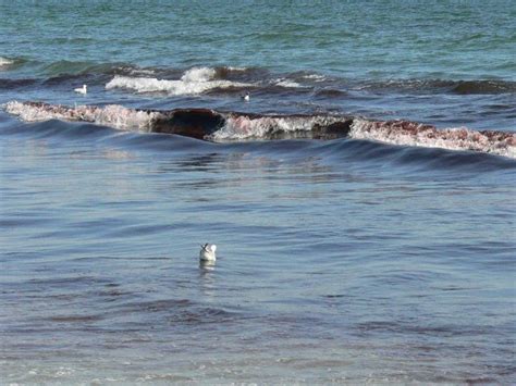 Is Red Tide Taking Over Middletown Beaches? | Middletown, RI Patch