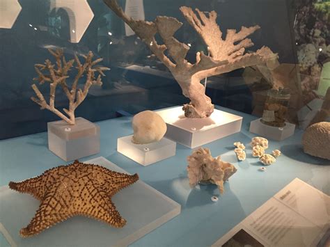 Coral Reefs Secret Cities Of The Sea Natural History Museum London