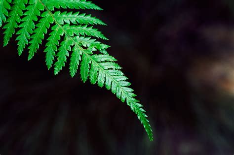 Wallpaper Nature Branch Green Tree Leaf Flower Flora Fern