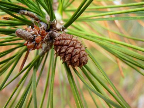 Shortleaf Pine Coniferous Forest