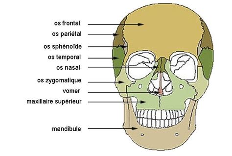 Os De La Face Schema Facial Bones Human Skeleton Anatomy Nursing