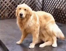 Dogs Sad GIF - Dogs Sad - Discover & Share GIFs