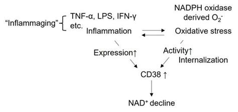 maja medojevic  linkedin nad cd aging cardiovasculardisease