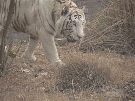 Lahore Zoo Safari