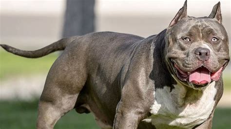 Petition · End the Unjust Ban on XL Bully Breed Dogs - United Kingdom ...