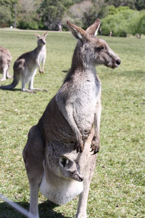 X Wallpaper Group Of Kangaroo On Grass Field Peakpx