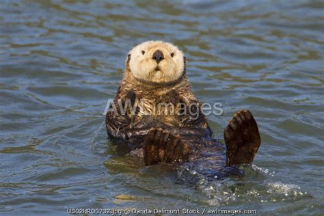 Awl Images USA Prince William Sound Alaska USA Sea Otters