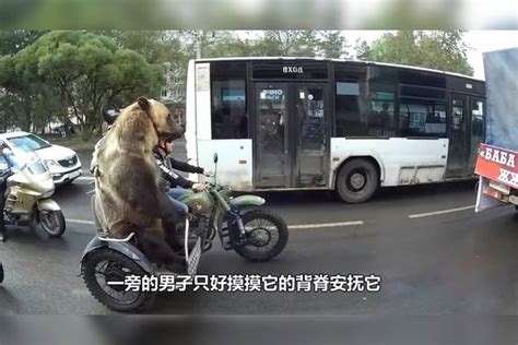 一头棕熊在高速路上骑摩托，被围观还不乐意，镜头记录搞笑画面摩托棕熊镜头