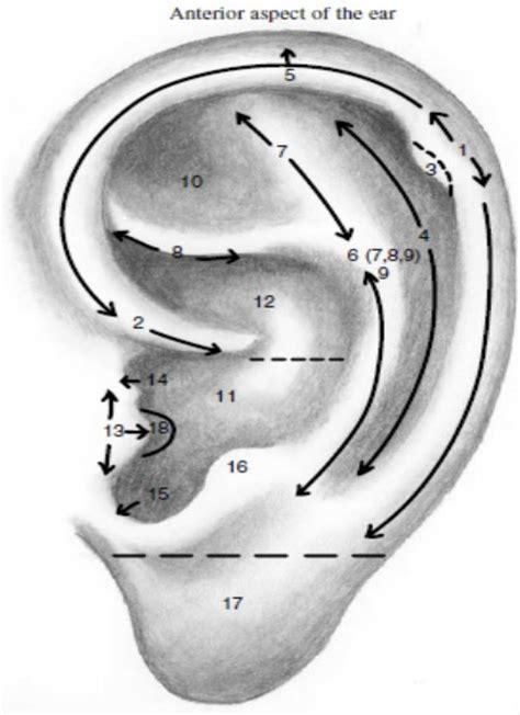 Auricular Acu General Locations Diagram Quizlet