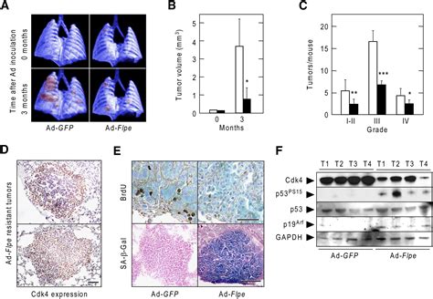 A Synthetic Lethal Interaction Between K Ras Oncogenes And Cdk Unveils