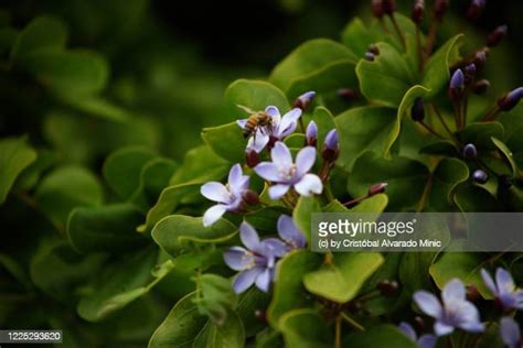 36 Lignum Vitae Tree Stock Photos, High-Res Pictures, and Images - Getty Images