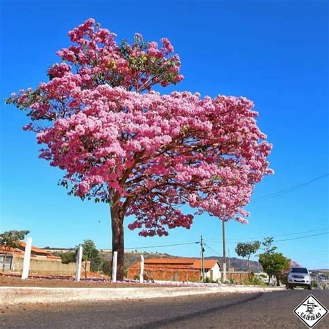 Pin de Shigeto Ebara em Sakura Árvores flores Árvores floridas