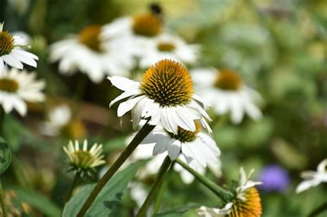 Premium Photo | Herb garden with flowering white coneflower blossoms