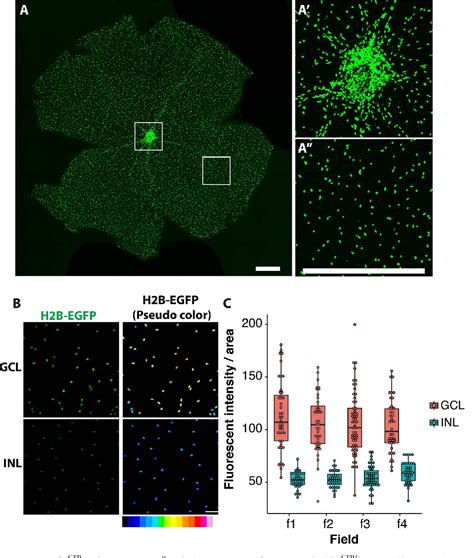 Figure 2 From Retinal Astrocytes And Gabaergic Wide Field Amacrine