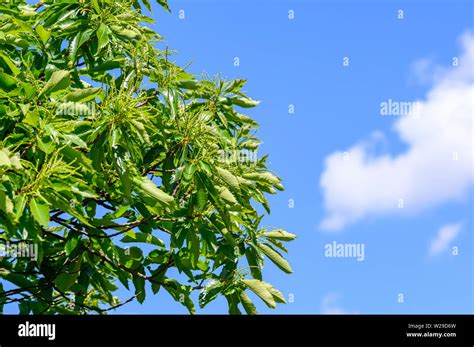 Hampstead Pergola Garden London Stock Photo Alamy