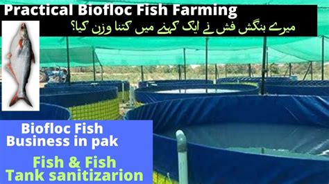 Practical Biofloc Fish Farming In Pak How To Sanitize Fish And Fish