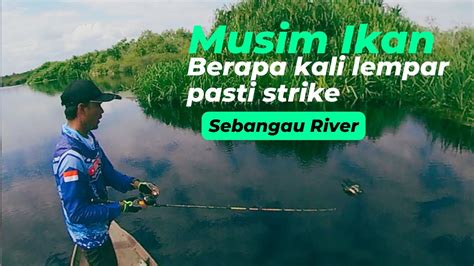 Strike Tiada Henti Di Sungai Sebangau Musim Ikan Telah Tiba YouTube