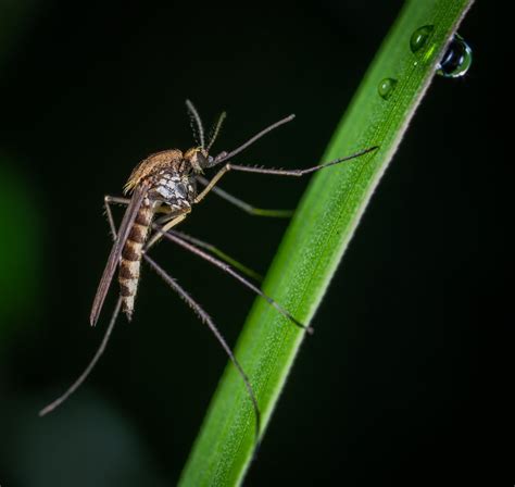 Northern Ontario Black Fly Season - Lake Superior Circle Tour