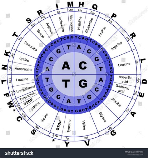 Amino Acid Sequence Chart Dna Codes Stock Illustration 2175594653 ...