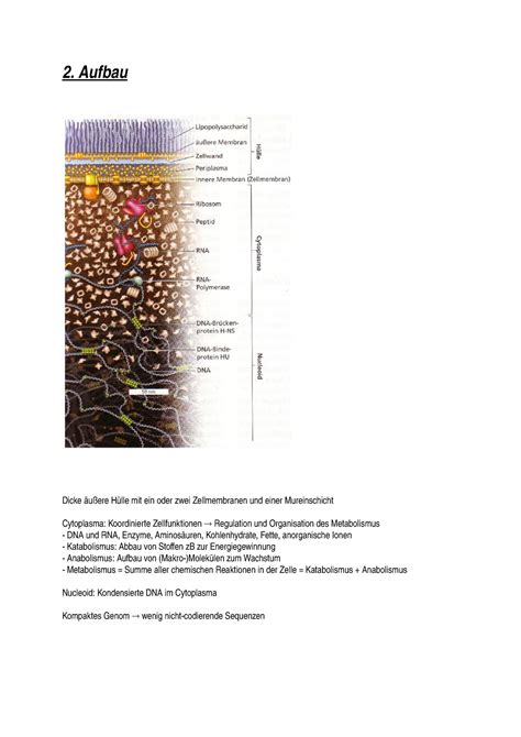 Aufbau Zusammenfassung Mikrobiologie Aufbau Dicke Mit Ein