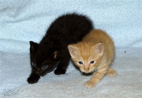 4 Week Old Kittens Donna Boykin Flickr