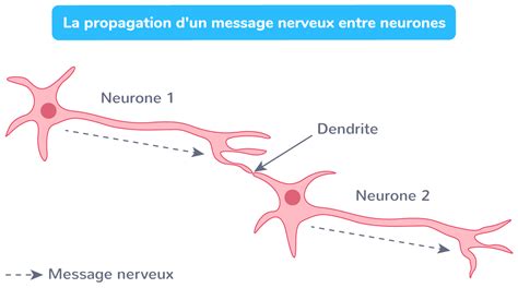 Sch Matiser La Propagation D Un Message Nerveux E Exercice De