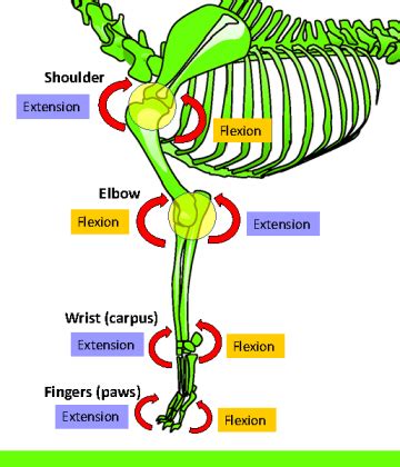 Complete guide to Dog joint anatomy - Animal Hackers