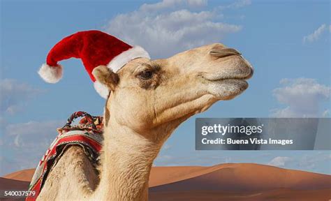 Christmas Camels Stock Fotos Und Bilder Getty Images