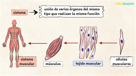 Organizaci N Celular Ciencias De La Naturaleza Primaria