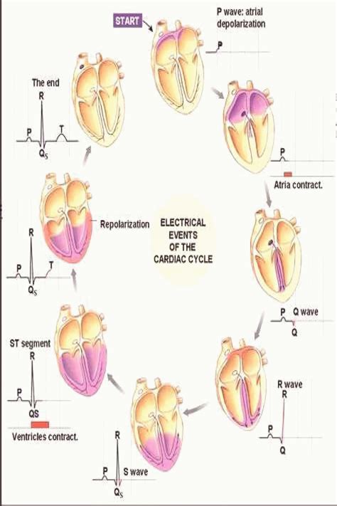 Cardiac Cycle Ecg