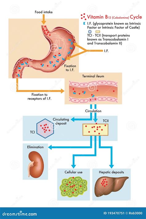 Ciclo Di Vitamina B12 Nel Corpo Umano Illustrazione Vettoriale