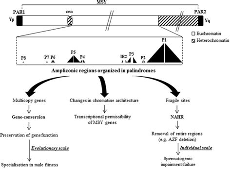 Schematic Representation Of The Y Chromosome The Male Specific Y Msy