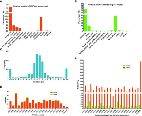 SNPs And Indels In Gene Models And On Chromosomes A Relative