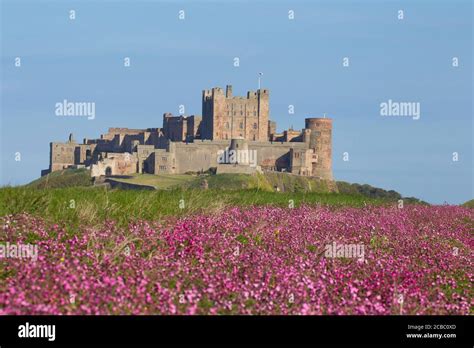 Field Of Red Campion Silene Dioica In Front Of Bamburgh Castle