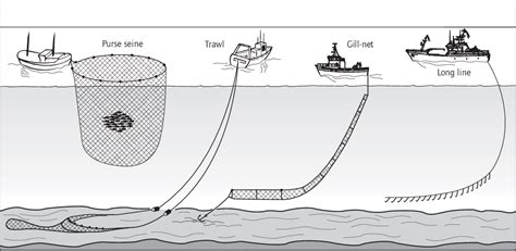 Figure From Handbook Of Fish Biology And Fisheries Volume